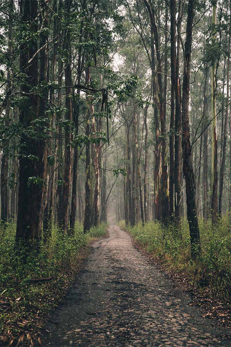 Langer Wald zur Symbolik von Nachhaltiger Herstellung